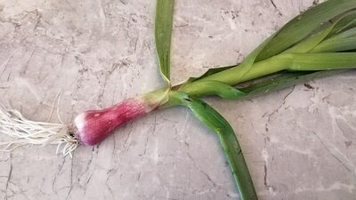 Фото автора, листаем галерею вправо..  Мой "майский" чеснок на 7 июля