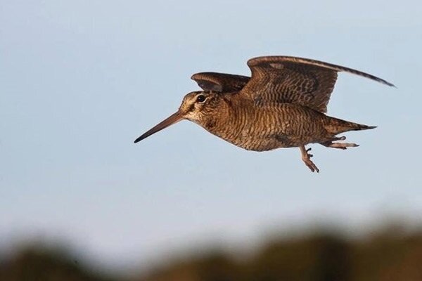 Звуки брачной песни хорошо слышны на расстоянии до 300 метров, поэтому заинтересовавшаяся самочка уже готовится к прилету брачного партнера и вспархивает ему навстречу.