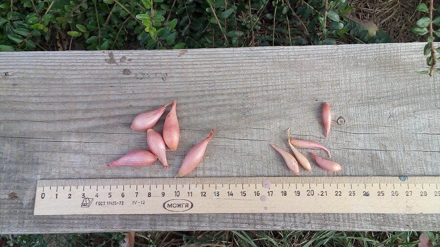 Слева - севок, справа - овсюжка