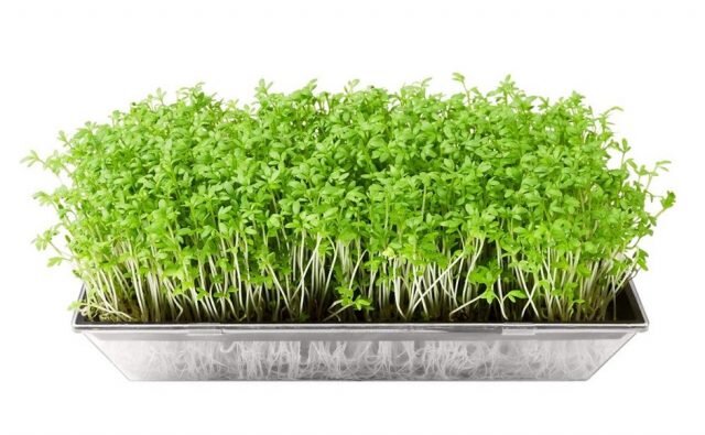 Самая полезная зелень! В чем польза микрозелени и как её выращивать дома? |  Портал Обучения и Саморазвития | Дзен