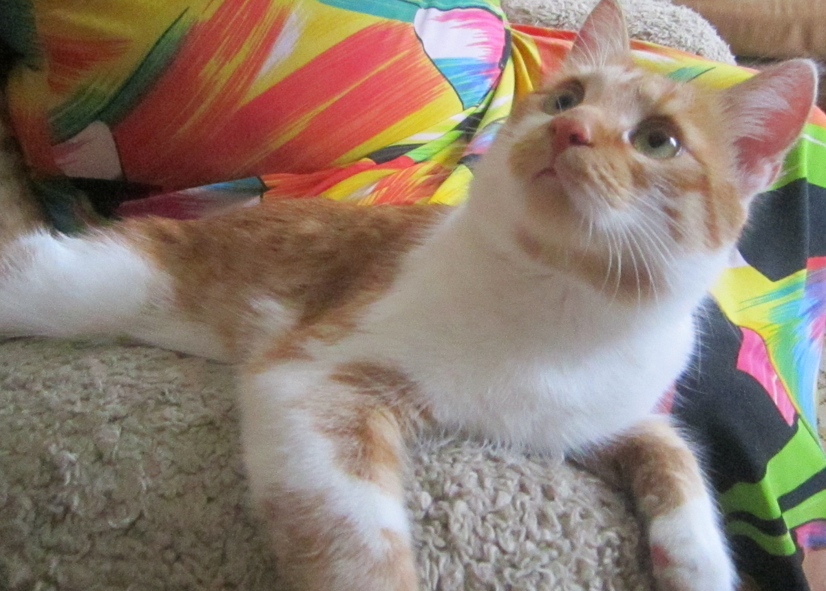 - А разве главный вектор развития - не счастье котиков? (с) Кот Руфик (соавтор канала "Мнение кота")