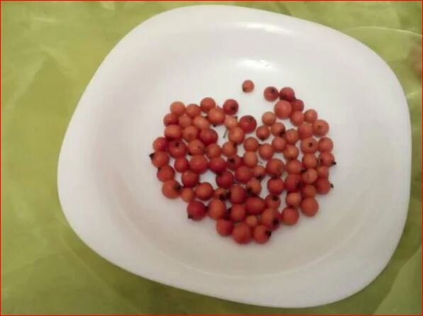 Ягоды рябины