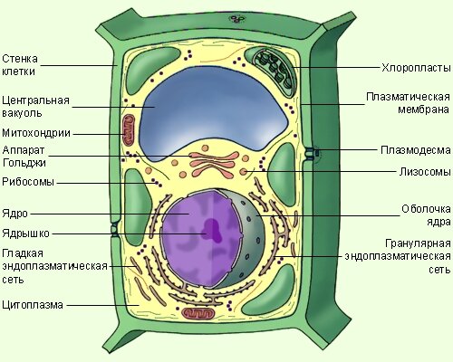 рисунок растительной клетки