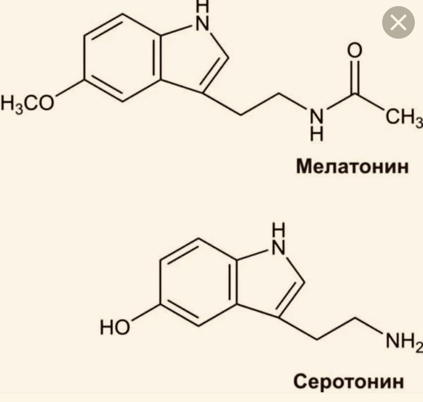 Мелатонин что это