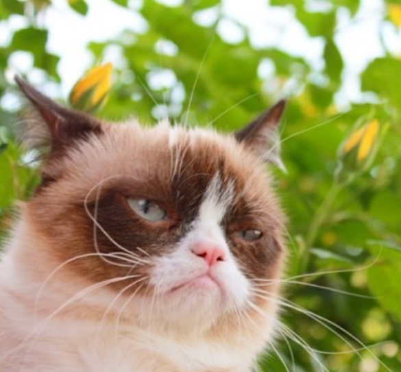 Сердитый кот