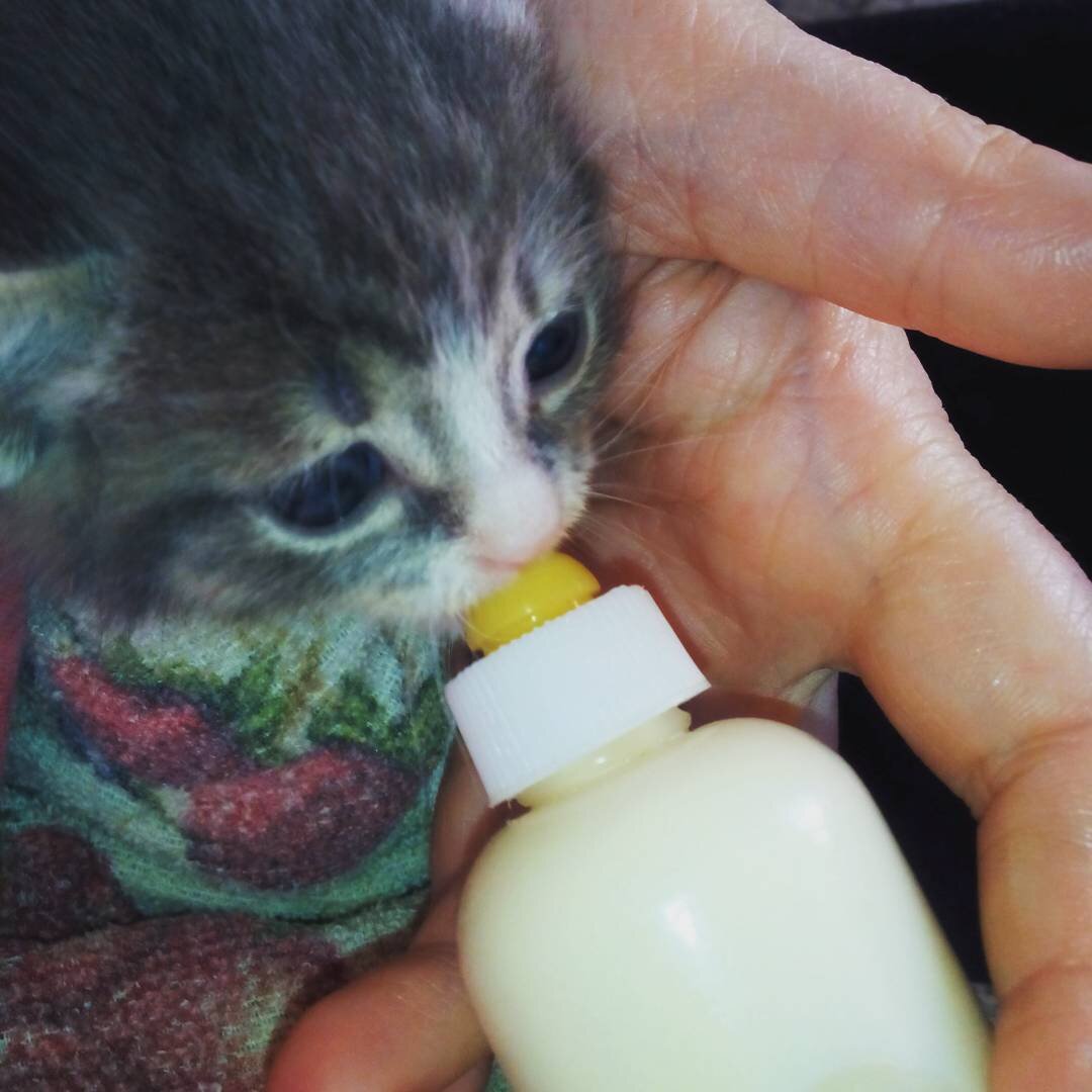 Котёнок пьет молоко из бутылочки