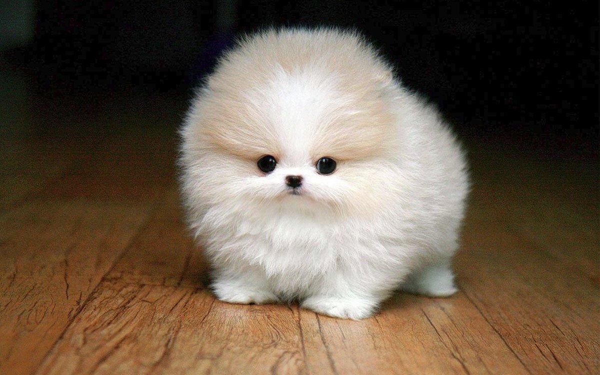 Ну разве это не милота? Маленький но очень пушистый щенок.