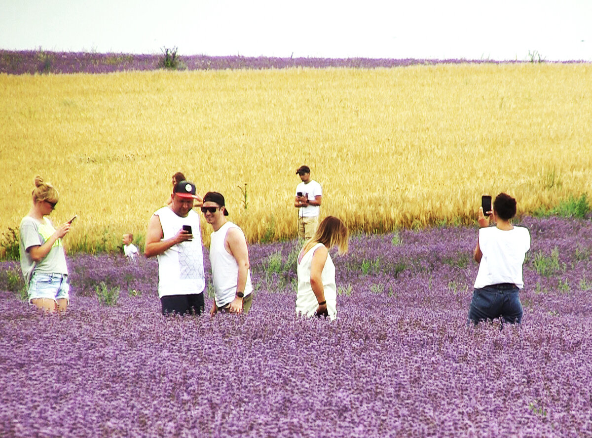Крым, лавандовая фотосессия. Все со смартфонами.