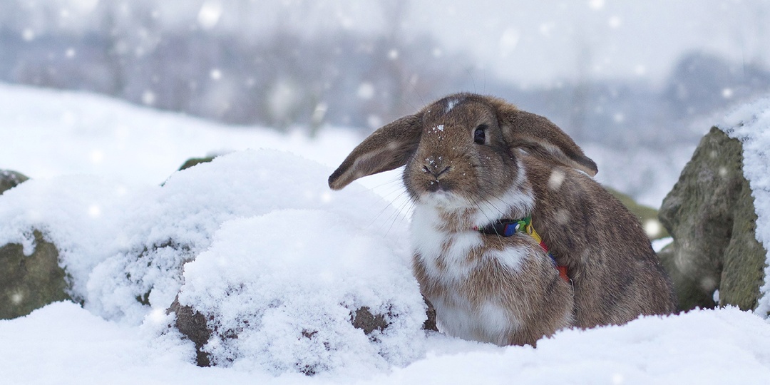 Какую погоду нам ждать в канун Нового 2021 года и на новогодние праздники