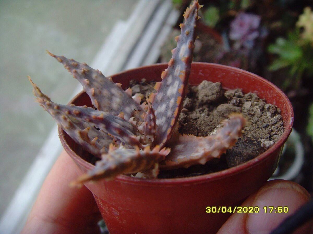 алоэ гибрид