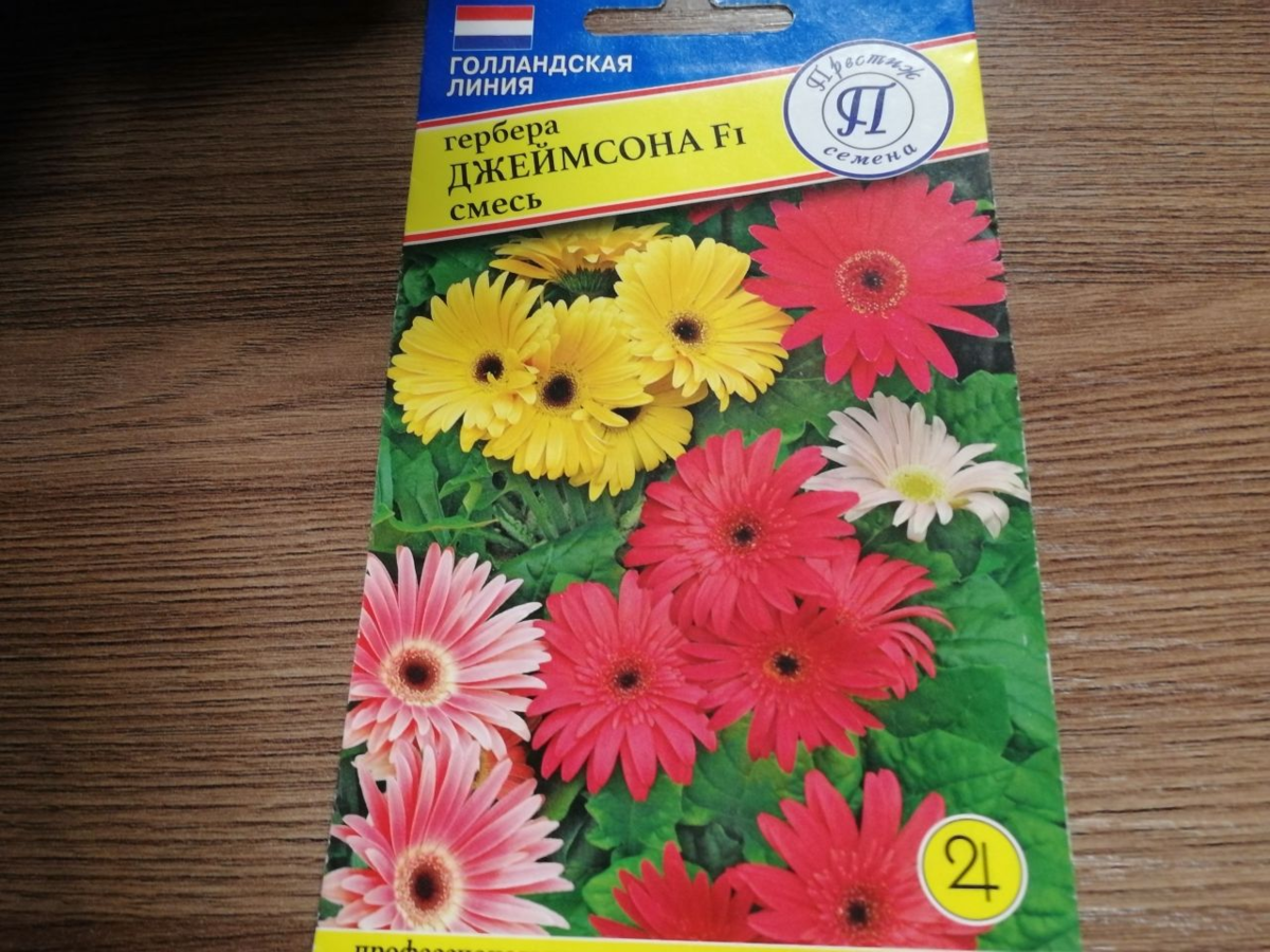 Семена Гербера Джемсона. Гербера Джемсона смесь окрасок. Гербера вырастить из семян в домашних условиях