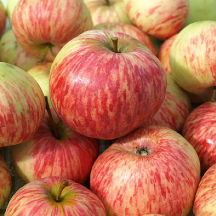 Пять старых сорта яблок, саженцев которых сложно купить.