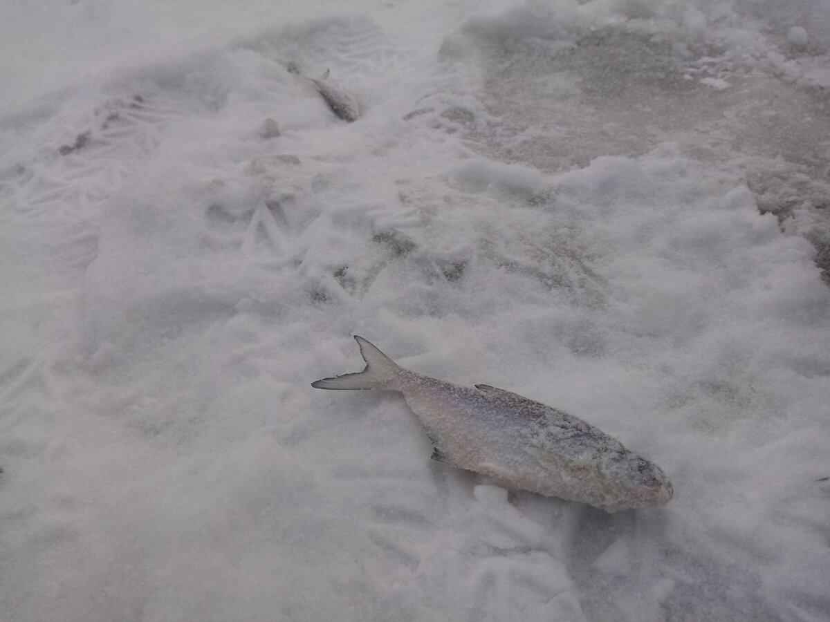 6 причин, почему рыба не клюет зимой, и как с этим бороться