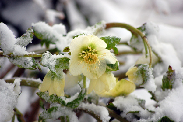 Цветок зимник (35 фото) - 35 фото