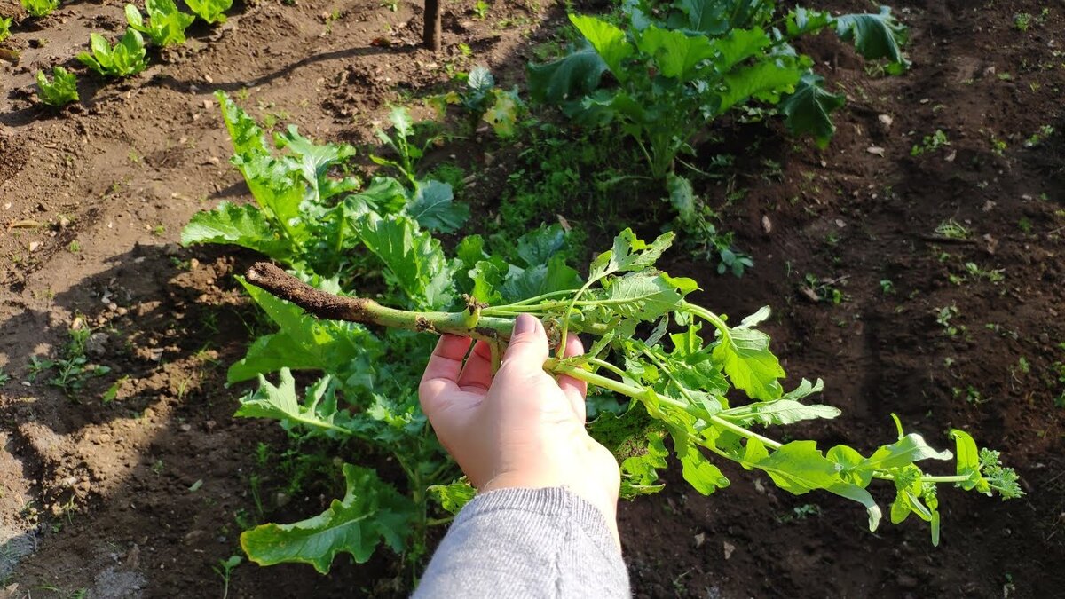 Итальянцы долгожители обожают листья чиме ди рапе. Рассказываю, почему