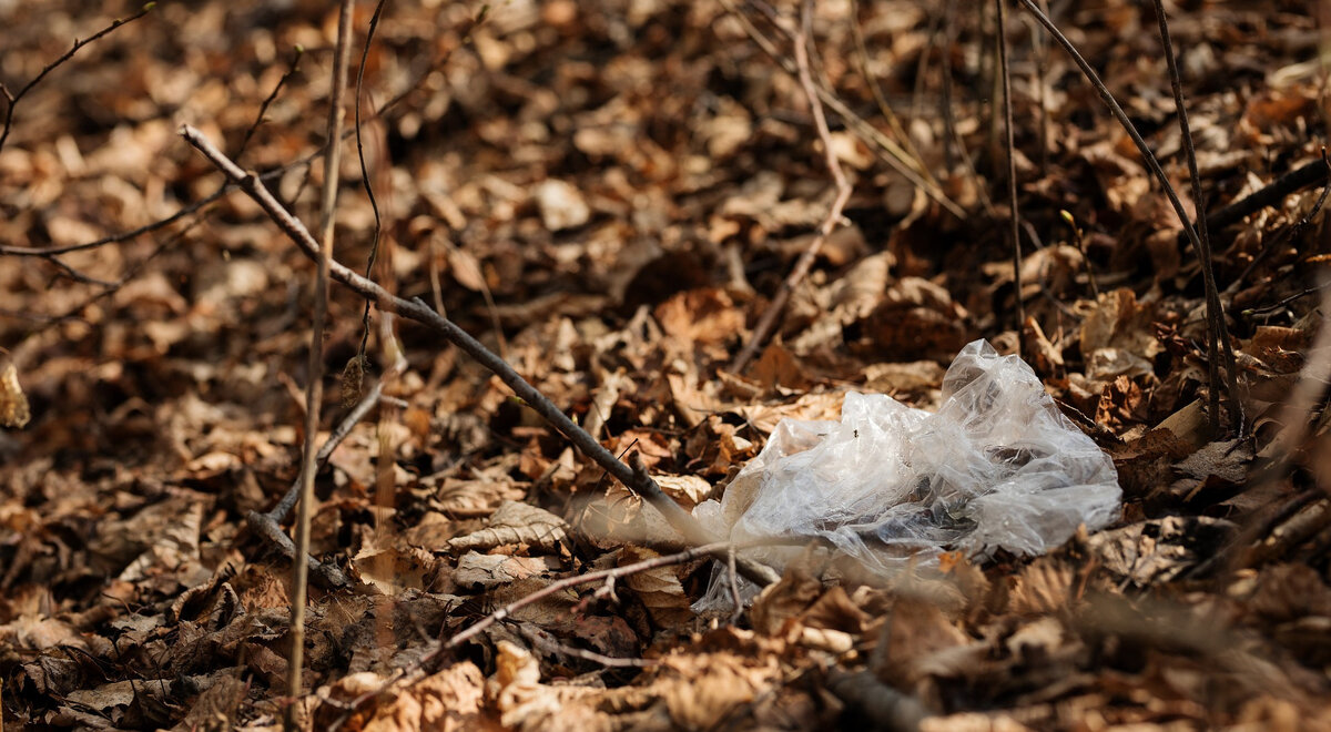 Фото: Anastasia Gepp/Pixabay