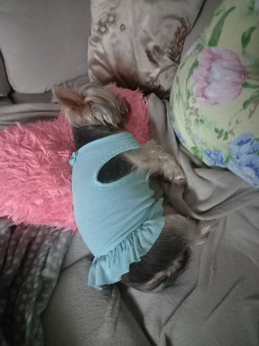 Фроська моя дрыхнет.