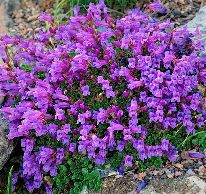  Пенстемон Дэвидсона цветет до октября. Фото с сайта: https://clck.ru/TRF6z.