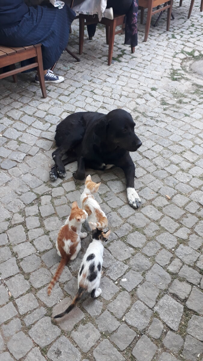 котята Айвалыка не боятся собак