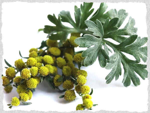 Полынь серебристая (  Фото: Из источников Яндекса)