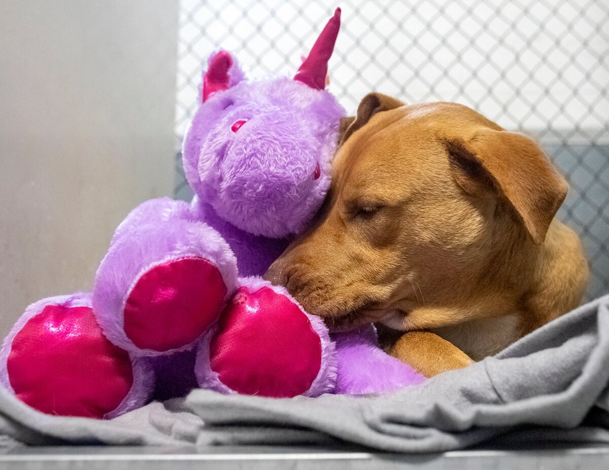 Фиолетовая собака. Лиловая собака. Фиолетовый пес. Бездомные собаки игрушки. Пес 5 лето