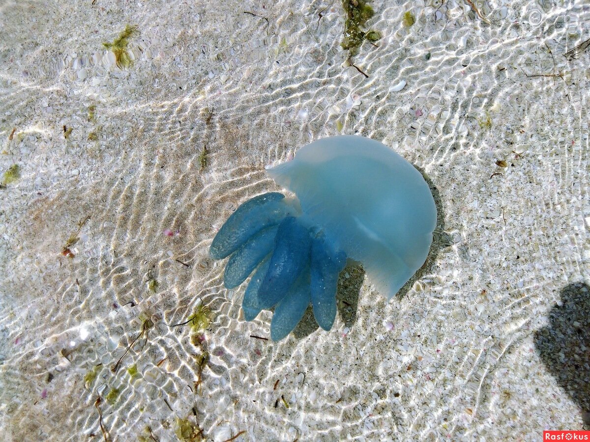 медузы в оаэ. голубая медуза в персидском заливе. аквариум с медузами. синие медузы в дубае. медузы в оаэ.