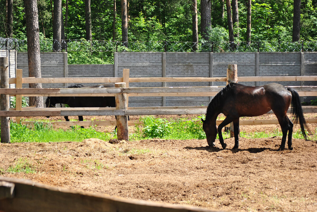 Фото из личного архива. В леваде лошадь сама выбирает, чем ей сейчас заняться.