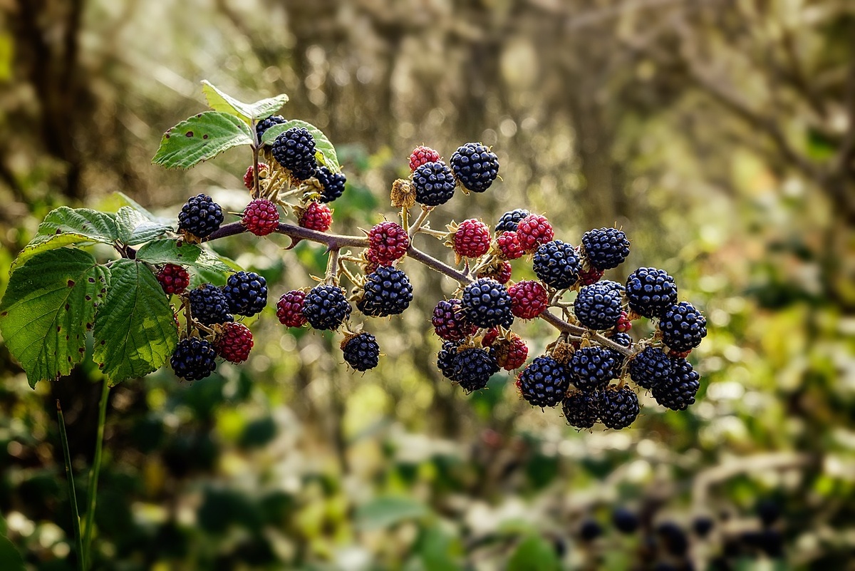 Фото сайта Pixabay 