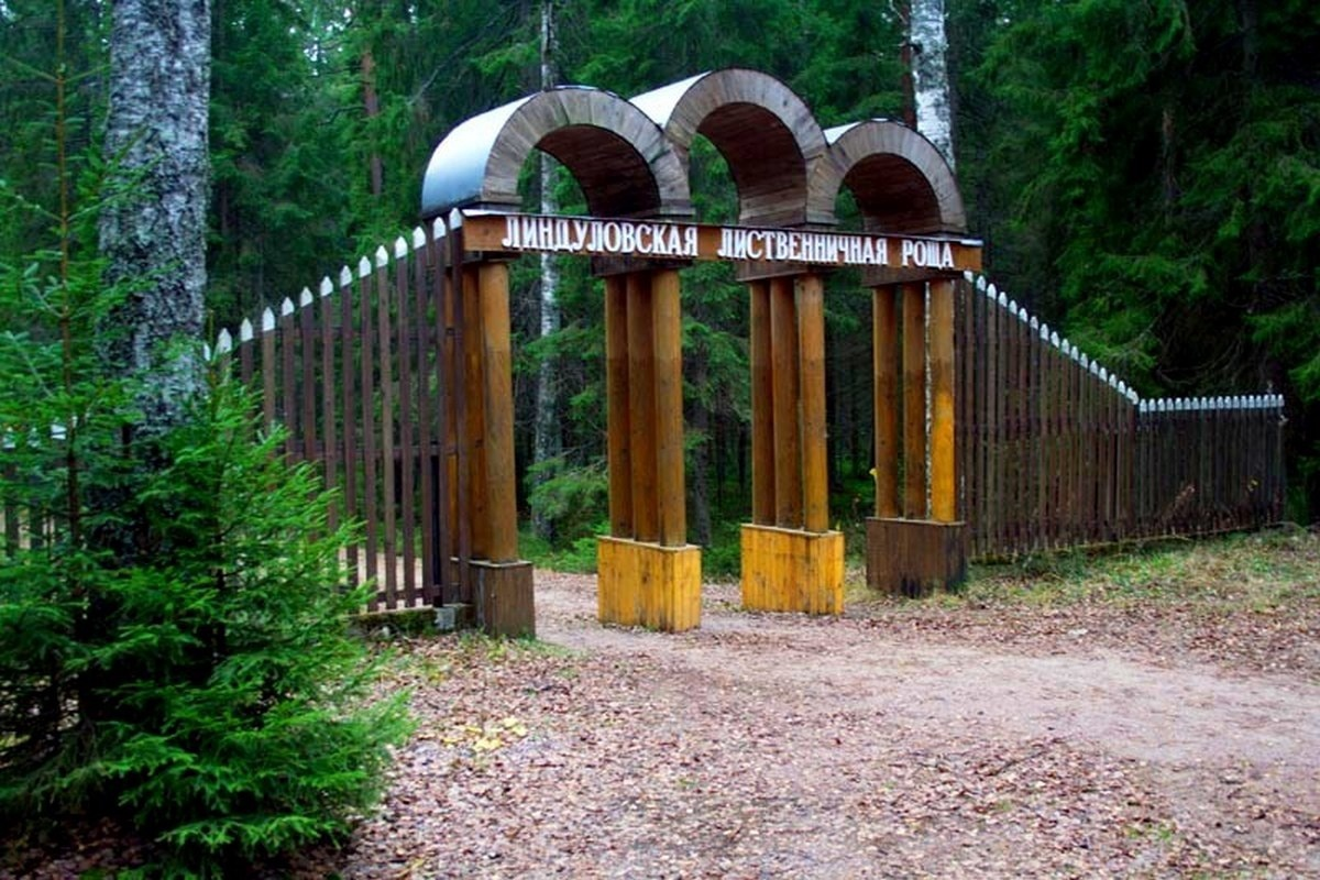 Где погулять в ленинградской. Заказник Линдуловская роща. Линдуловская роща Ленинградская область. Лиственничная роща («Линдуловская роща»). Парк в Рощино Линдуловская роща.