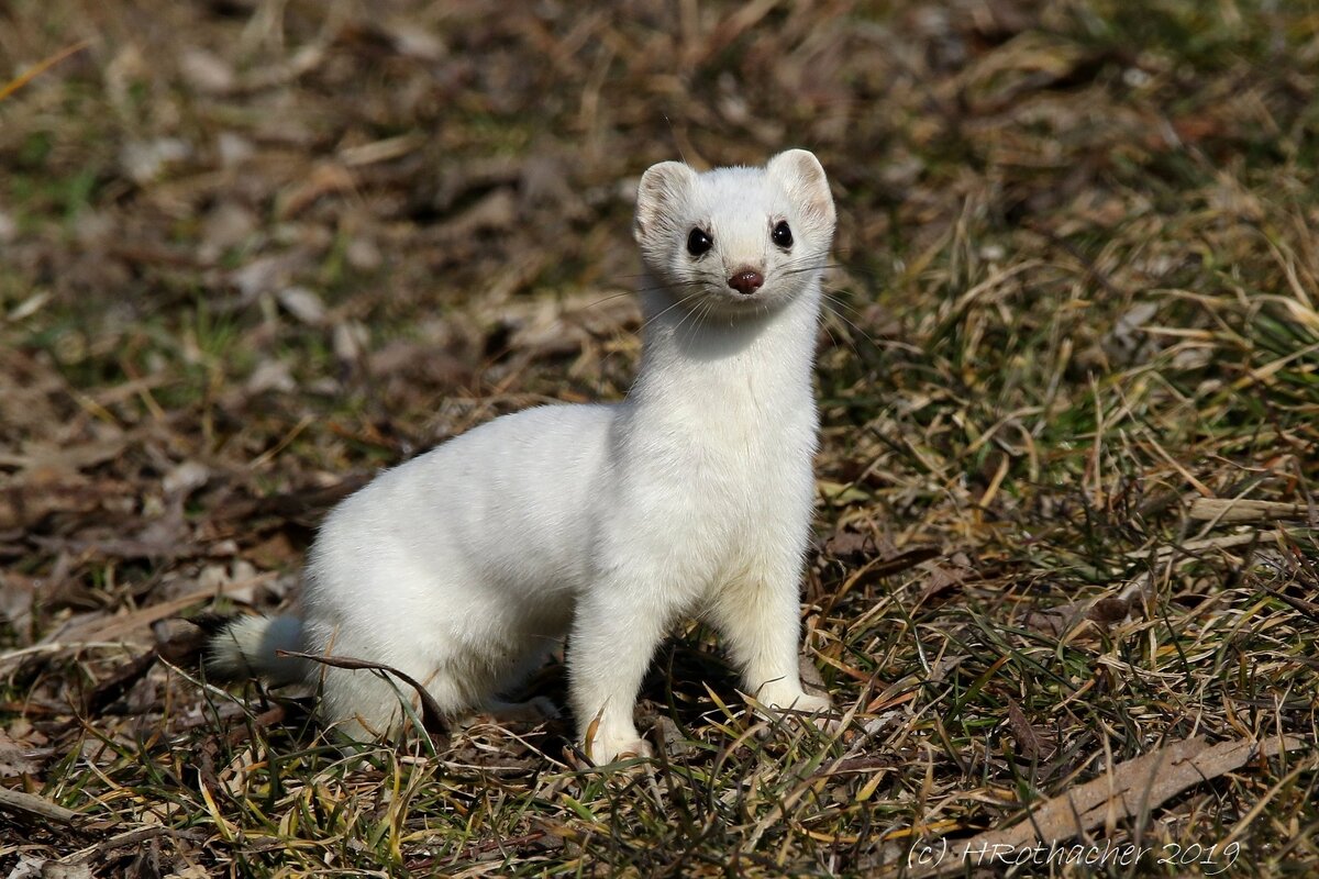 Картинка из интернета