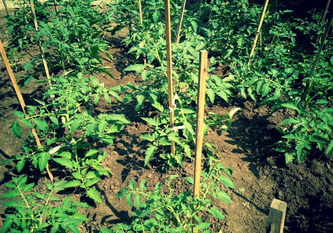 Грядки с помидорами