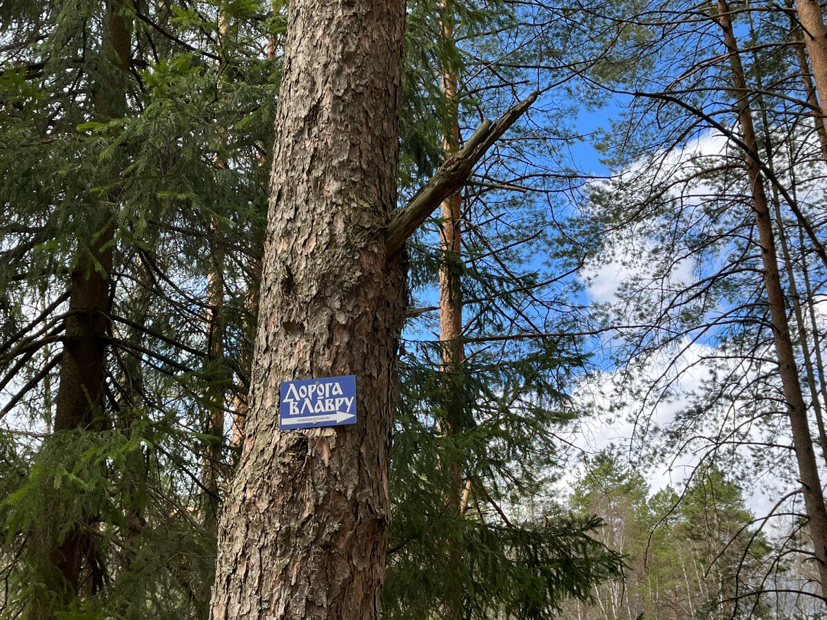 Указатель в лесу
