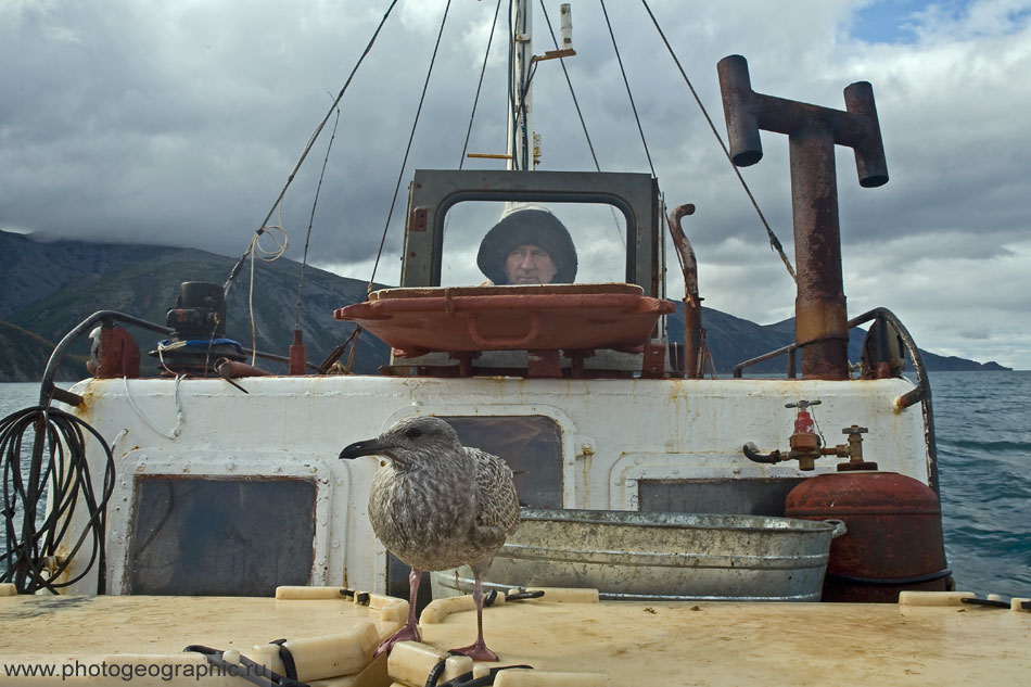 Антоныч за штурвалом и молодая чайка в качестве штурмана (или в поисках халявы)