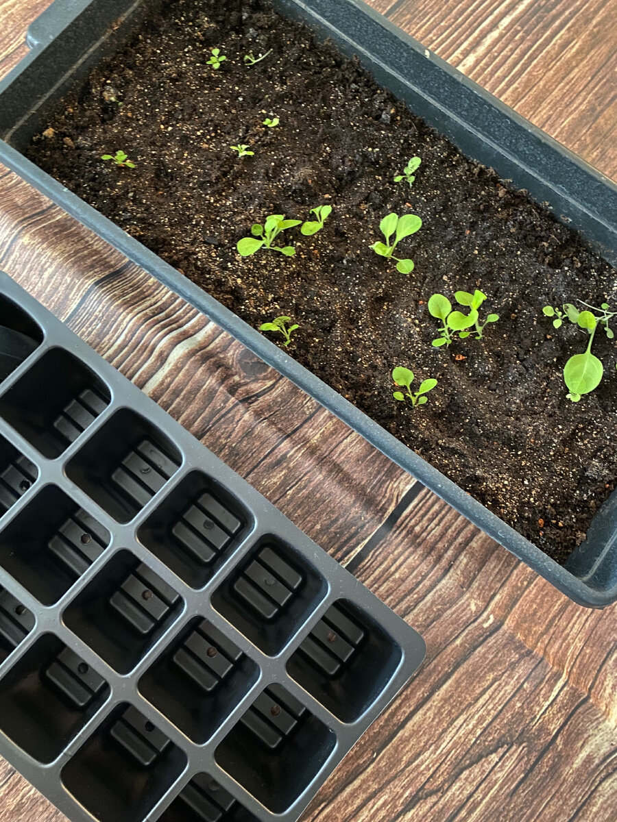 Подготовка к пикировке