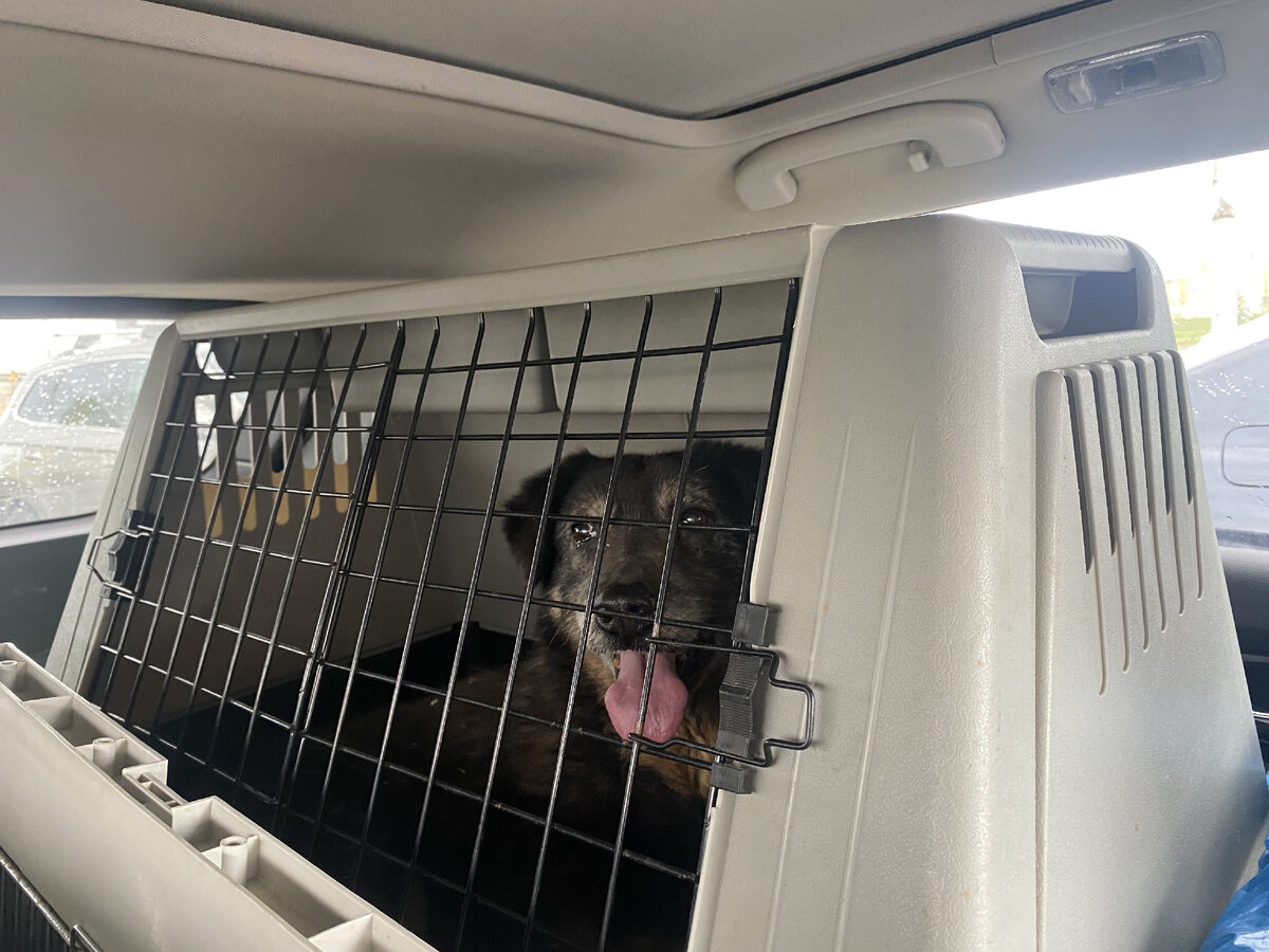 Мирука едет на передержку