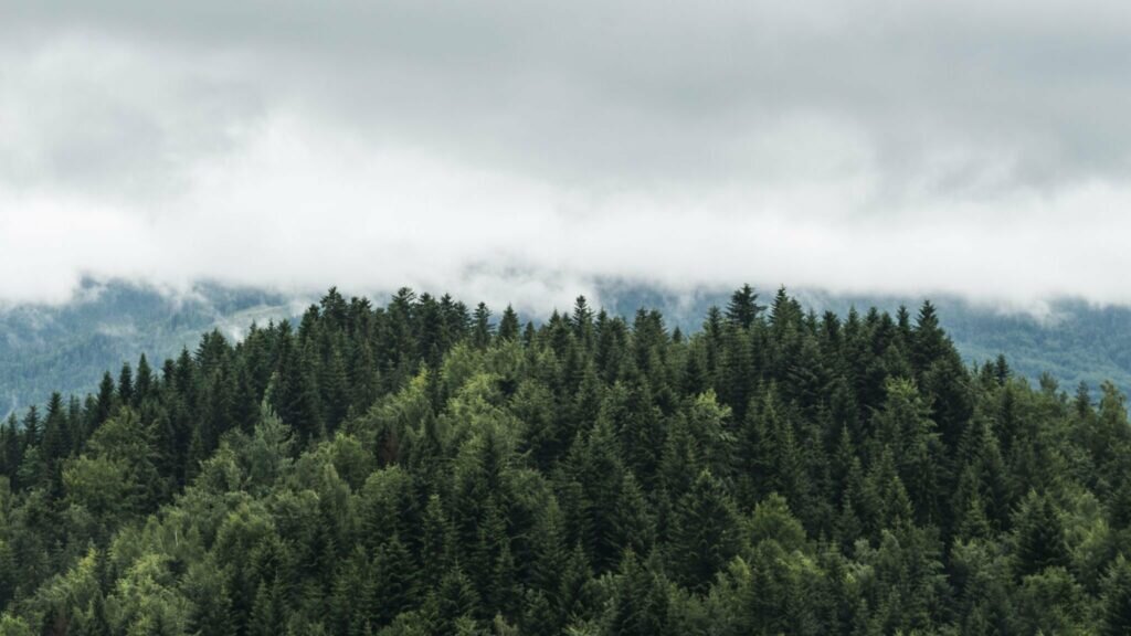    Нейросеть померила елки со спутника / ©Getty images