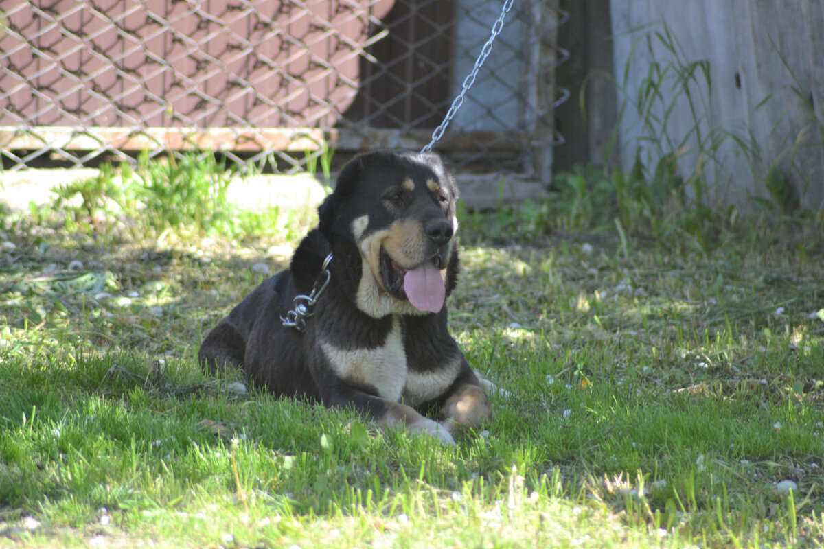 Харон из Храма Души