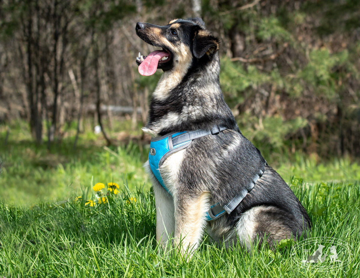 "И преданно в глаза он смотрит". Истинная красота, красота души!