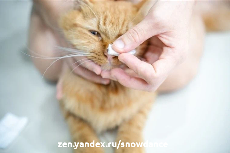 как почистить нос кошке в домашних условиях