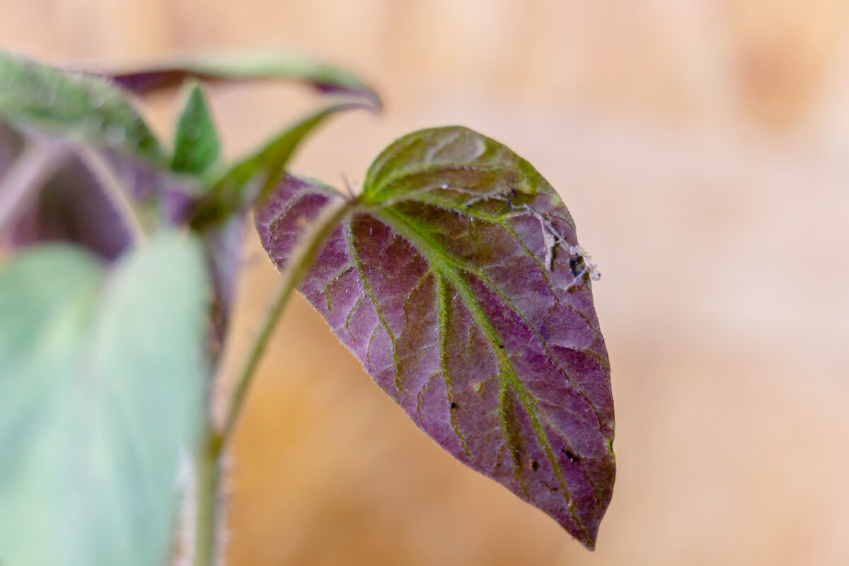 Почему листья стали фиолетовыми. Почему листья фиолетовые стали. Deficiency phosphorus in cucumber. Недостаток ультрафиолета фото.