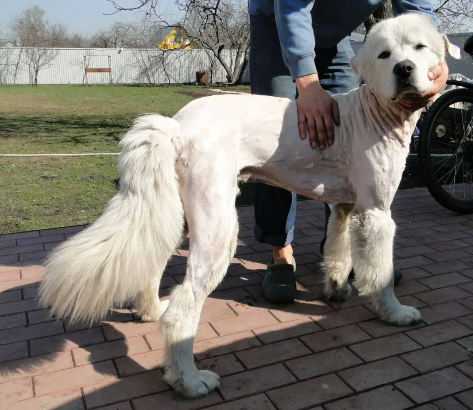 Надеюсь, мои мучения того стоили, хозяин...