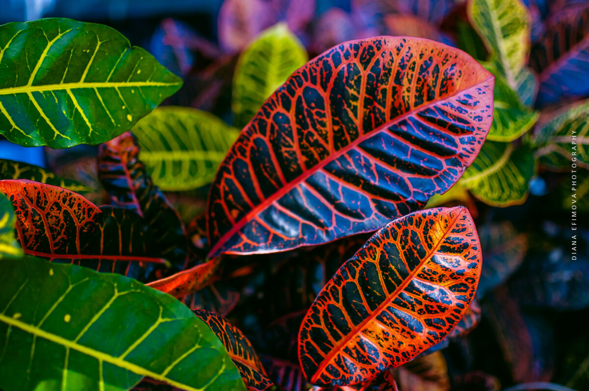 Доминикана