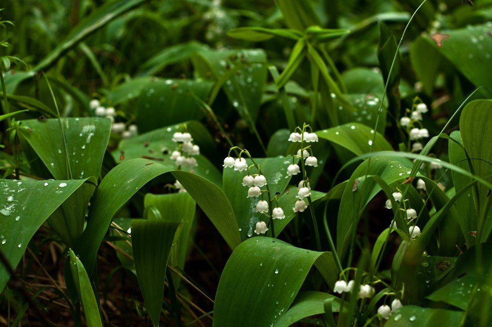 Ландыш Майский grandiflora