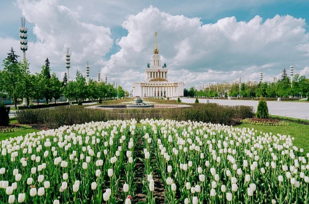 Фестиваль подорожник ВДНХ. Фестиваль подорожник.