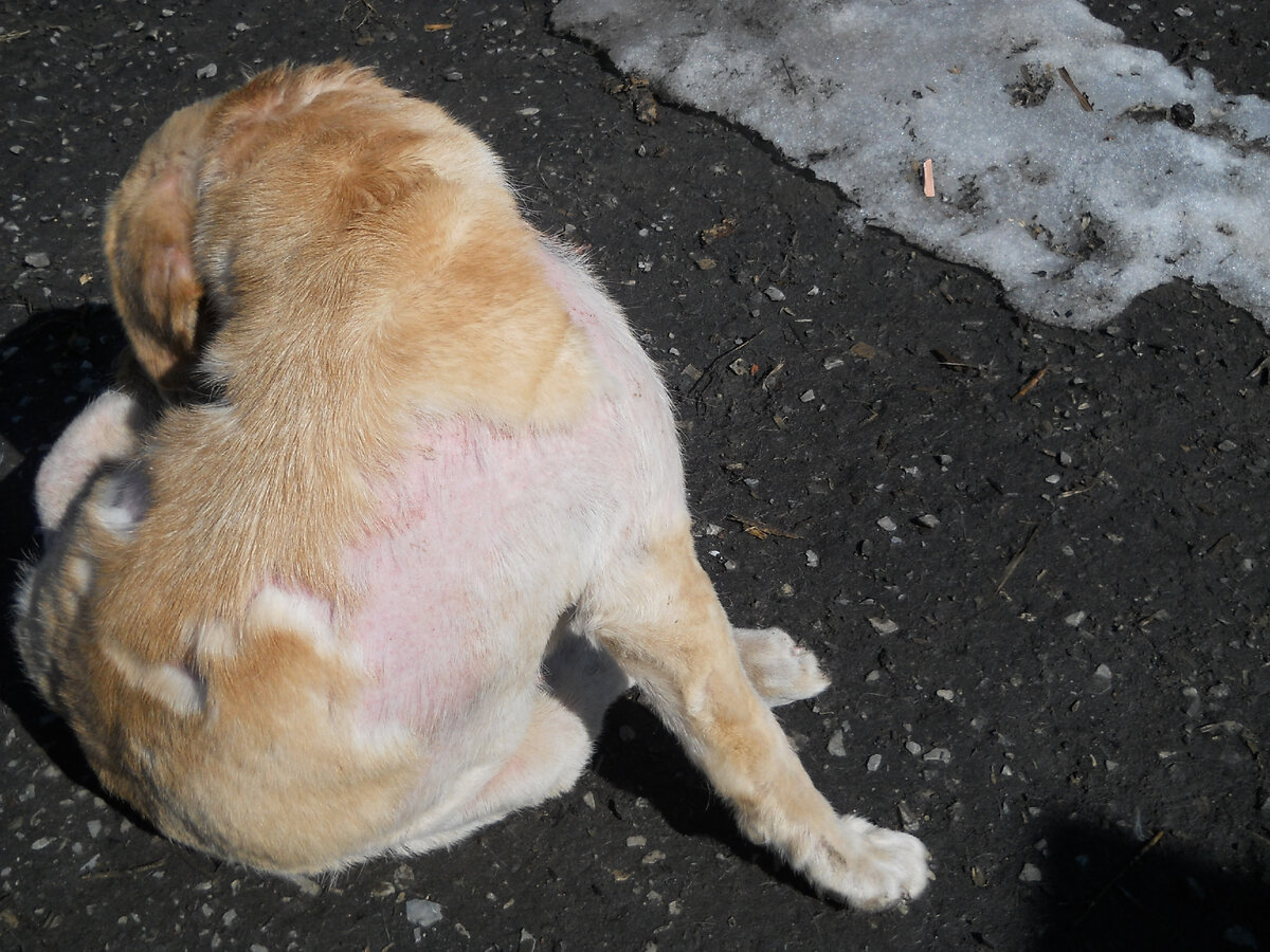 Что делать, если собака сильно линяет: эффективные способы борьбы с выпадением шерсти