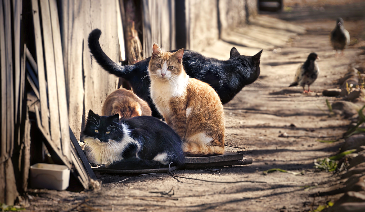Мире животных про кошку. Бездомные кошки. Бродячие кошки. Уличные котята. Кошка на улице.
