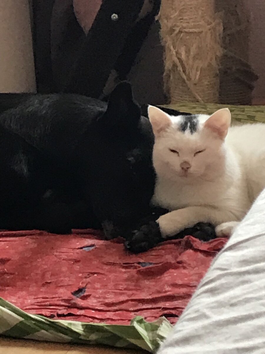 Наелись и спят