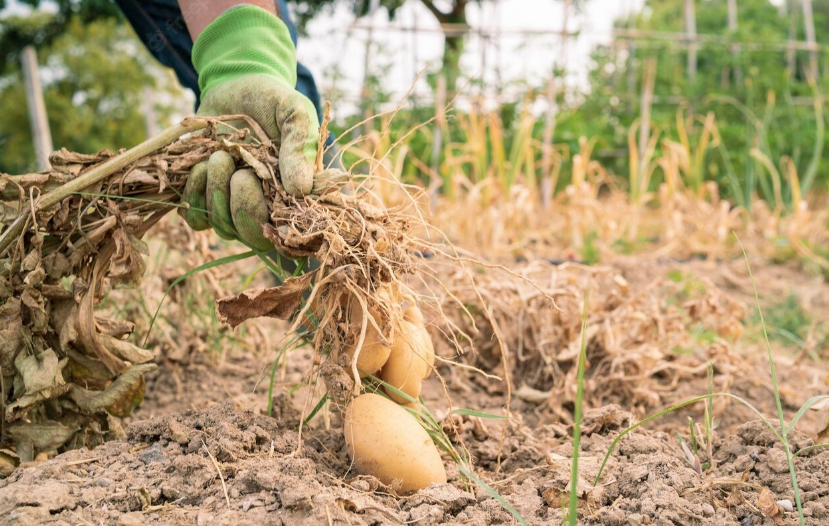 Автор фото: recstockfootage
