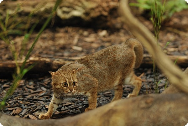 Индийские коты чаще встречаются на открытых пространствах: кустарниковых зарослях, лугах и в скалистых районах, в то время как островитяне предпочитают тропические леса.