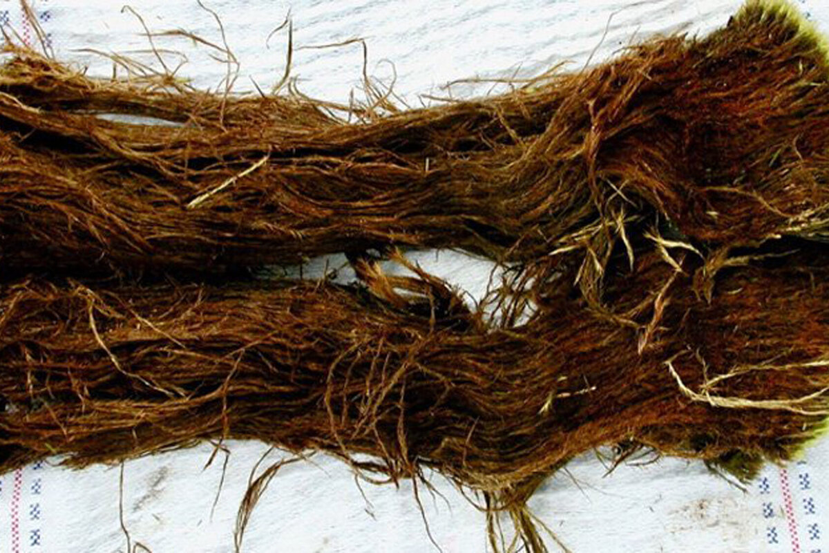     Древний мох провел подо льдом 1500 лет: что обнаружили в нем ученые?